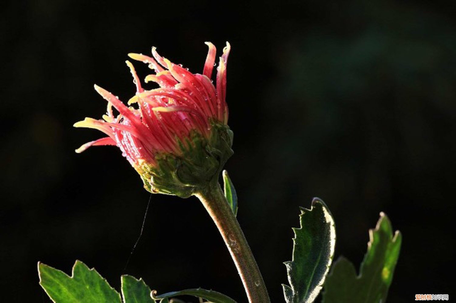 菊花秋天养护 菊花秋天怎么养