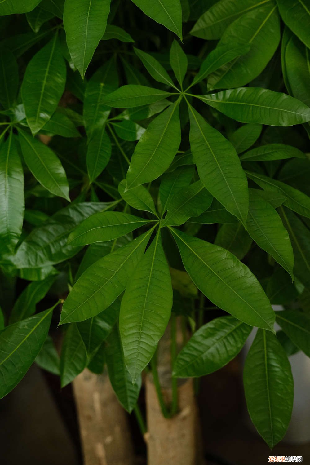 你家的芦荟发财树…从来不开花？只学1招，连开5年不是事！