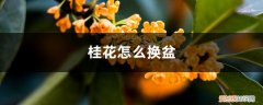 桂花换盆怎么换 桂花怎么换盆