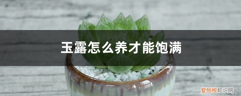 玉露怎么养才能紧凑 玉露怎么养才能饱满