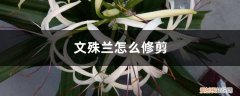 文殊兰冬天需要把叶子剪掉吗 文殊兰怎么修剪，冬天可以剪叶片吗
