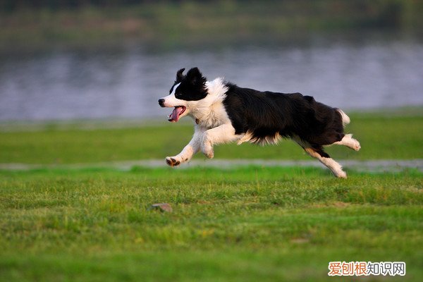 边境牧羊犬有什么缺点 边境牧羊犬的缺点