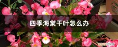 四季海棠叶子干枯怎么办 四季海棠干叶怎么办