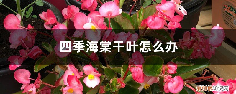 四季海棠叶子干枯怎么办 四季海棠干叶怎么办