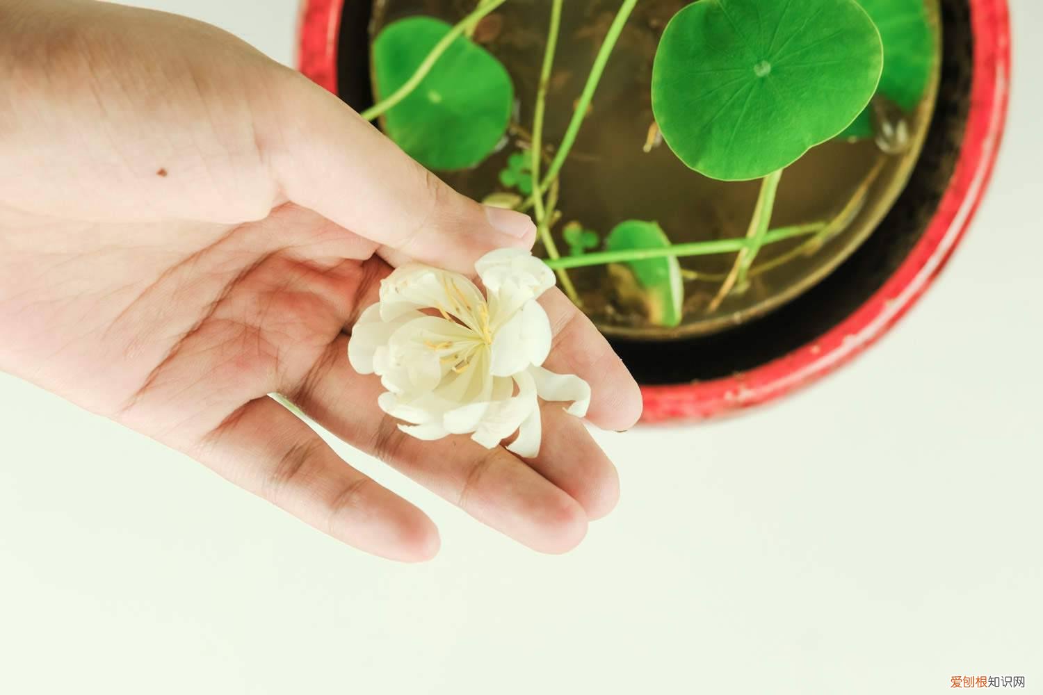 盆栽碗莲怎样过冬 碗莲冬天怎么养，第二年怎么翻盆