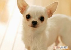吉娃娃如何训练 训练吉娃娃的方法