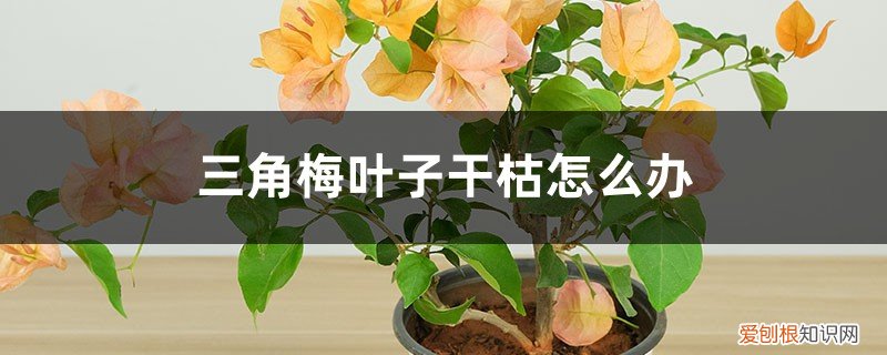 三角梅叶子枯黄脱落怎么办 三角梅叶子干枯怎么办