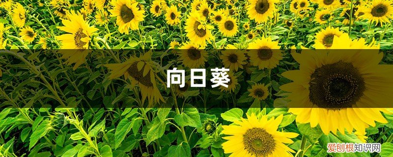 每棵向日葵平均收葵花籽0.25千克 春天种1棵向日葵，花比脸盆还大，竟然收获10斤瓜子！