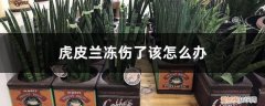 虎皮兰冻伤了该怎么办图片 虎皮兰冻伤了该怎么办