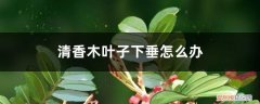 清香木枝条下垂怎么办 清香木叶子下垂怎么办
