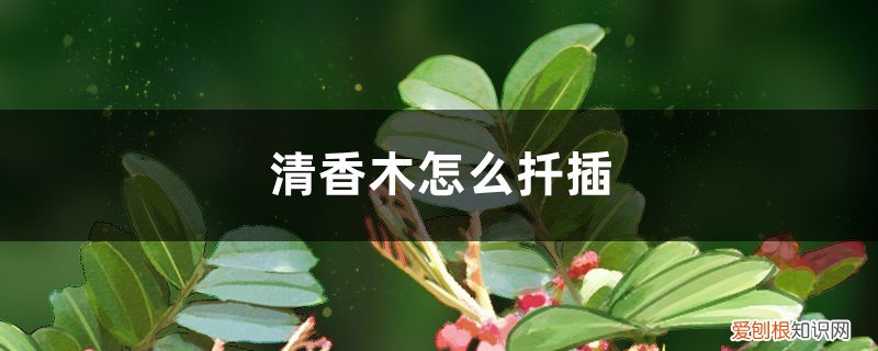 清香木怎么扦插视频 清香木怎么扦插