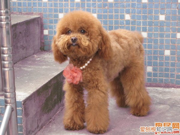 贵宾犬毛不卷怎么办 先给它剪毛试试