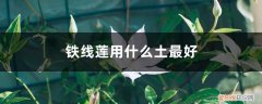 铁线莲怎样配土? 铁线莲用什么土最好，怎么配土