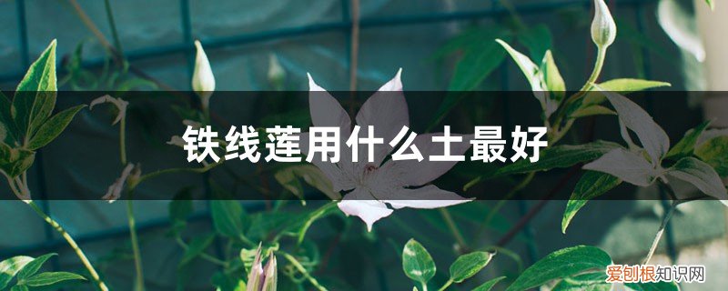 铁线莲怎样配土? 铁线莲用什么土最好，怎么配土