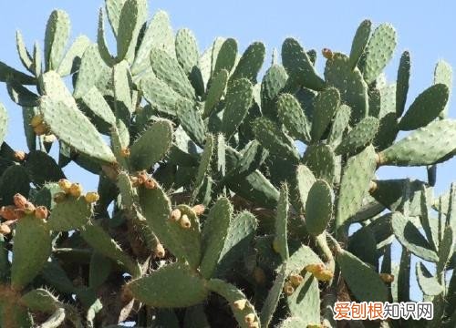 仙人掌能治什么病 仙人掌的作用与功效