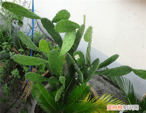 仙人掌能治什么病 仙人掌的作用与功效
