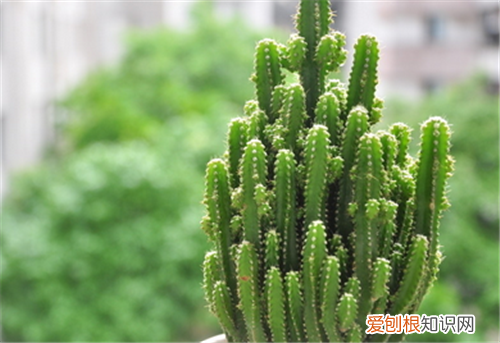 仙人掌能治什么病 仙人掌的作用与功效