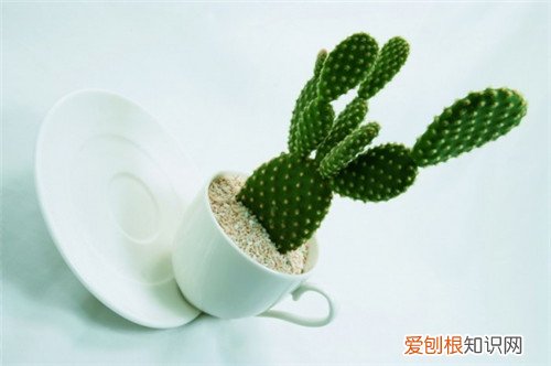 仙人掌能治什么病 仙人掌的作用与功效