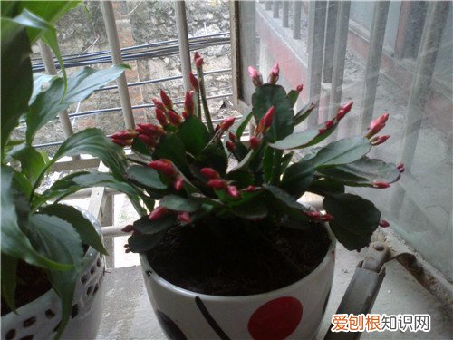 仙人掌能治什么病 仙人掌的作用与功效