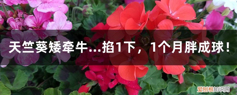 天竺葵多高打顶 天竺葵矮牵牛…掐1下，1个月胖成球！