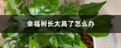幸福树很高了怎么办 幸福树长太高了怎么办