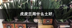 虎皮兰用什么土好? 虎皮兰用什么土好