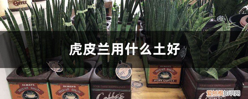 虎皮兰用什么土好? 虎皮兰用什么土好