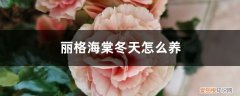 丽格海棠的养殖方法和注意事项扦插 丽格海棠冬天怎么养，冬天能扦插吗