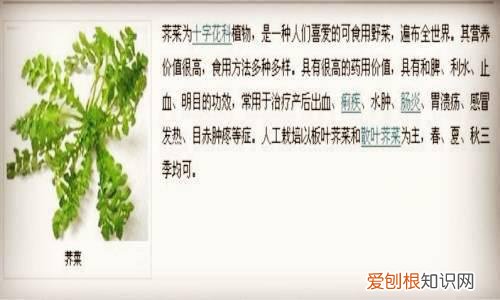 水荠菜的食用方法 荠菜的功效与作用