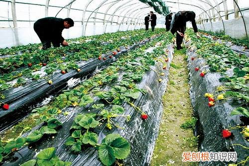 大棚蔬菜种植技术有哪些 蔬菜大棚的几种类型
