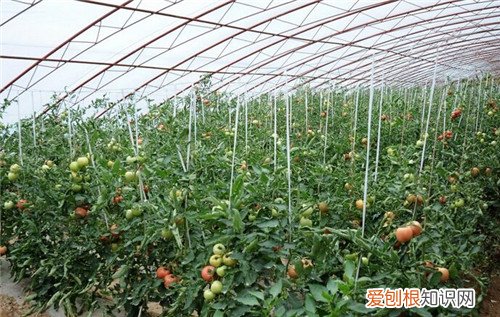 大棚蔬菜种植技术有哪些 蔬菜大棚的几种类型