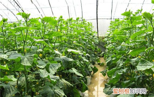 大棚蔬菜种植技术有哪些 蔬菜大棚的几种类型
