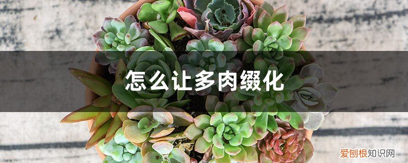 怎样让多肉缀化 怎么让多肉缀化