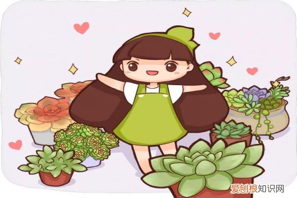 肉肉什么品种好养不会死 10个养肉误区，你竟然占全了？难怪肉肉死翘翘！