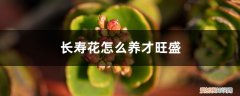 长寿花怎么养才开花多 长寿花怎么养才旺盛
