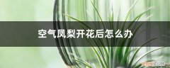 凤梨开完花后怎么养 空气凤梨开花后怎么办，怎么养护