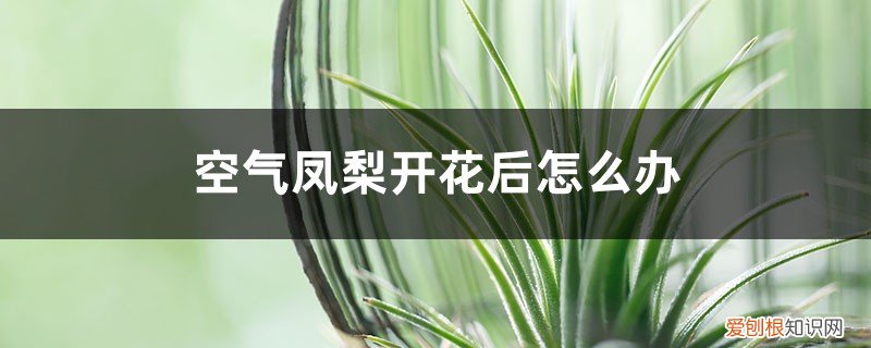 凤梨开完花后怎么养 空气凤梨开花后怎么办,怎么养护