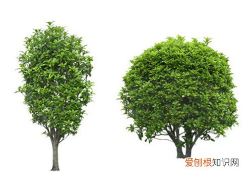桂花树的价格一览表 桂花树一般能活多久