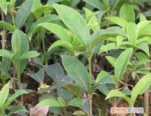 桂花树的价格一览表 桂花树一般能活多久