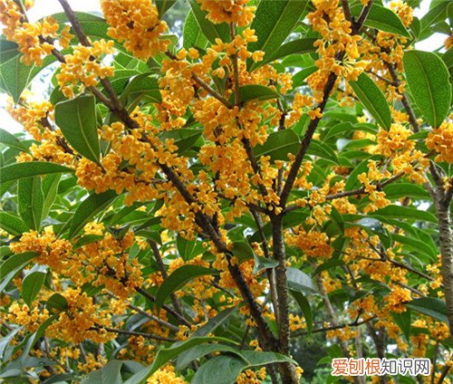 桂花树的价格一览表 桂花树一般能活多久