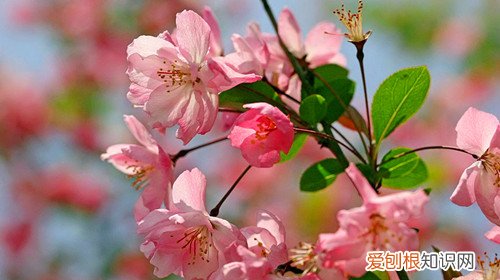 春夏秋冬的花种介绍 冬季室内可以摆放哪些植物
