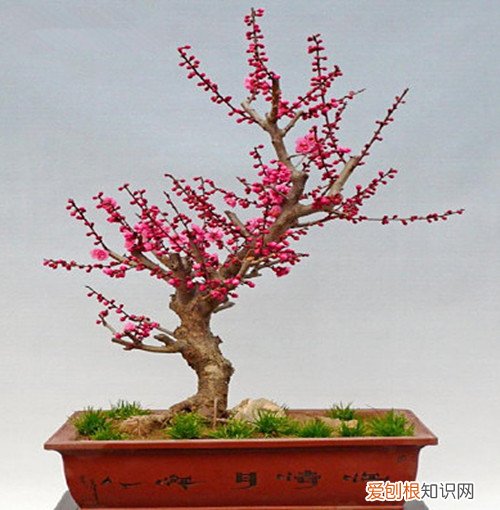 春夏秋冬的花种介绍 冬季室内可以摆放哪些植物