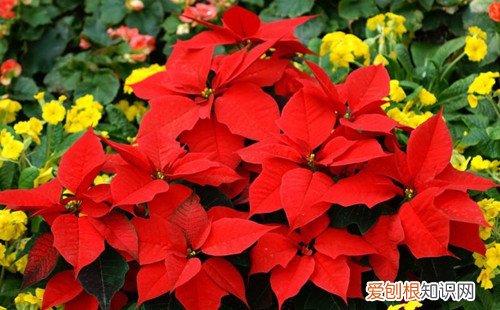 春夏秋冬的花种介绍 冬季室内可以摆放哪些植物