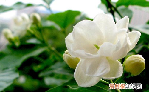 春夏秋冬的花种介绍 冬季室内可以摆放哪些植物