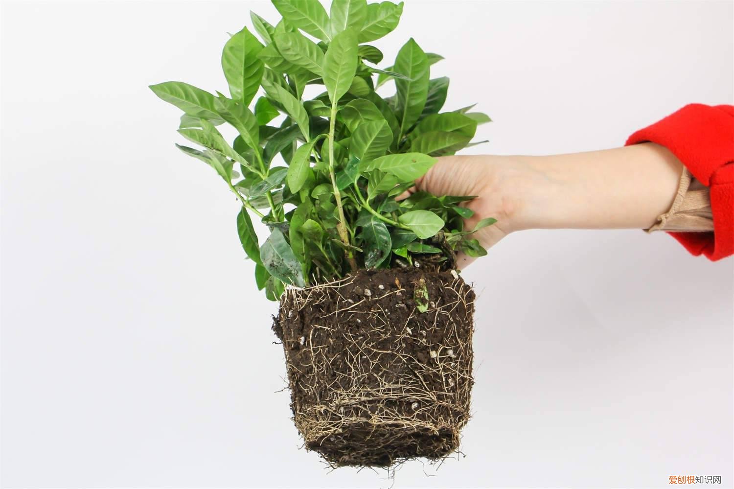 养的栀子花花苞没开就发黄掉了 栀子黄叶掉花苞？这么养，绿得流油，立马开爆盆！