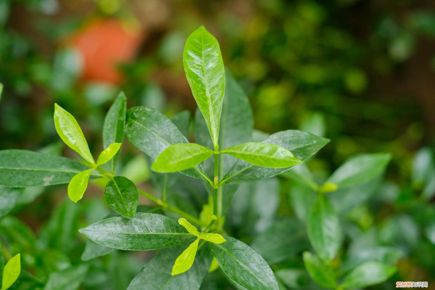 养的栀子花花苞没开就发黄掉了 栀子黄叶掉花苞？这么养，绿得流油，立马开爆盆！