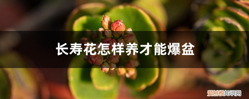 容易爆盆的长寿花 长寿花怎样养才能爆盆