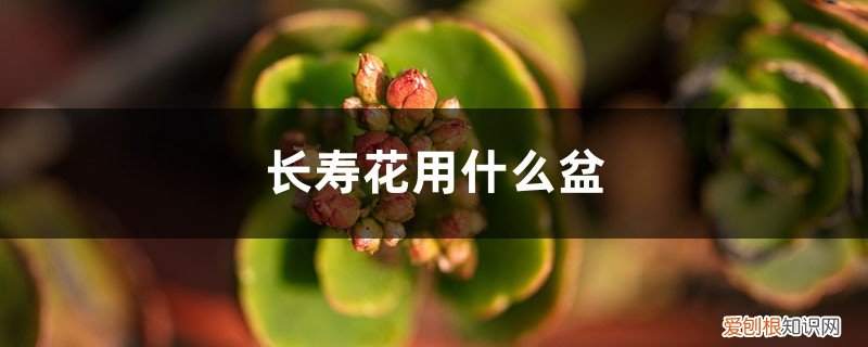 长寿花用什么盆好养活 长寿花用什么盆好