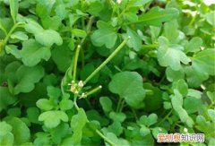豆瓣菜是什么菜 豆瓣菜多少钱一斤