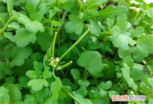 豆瓣菜是什么菜 豆瓣菜多少钱一斤